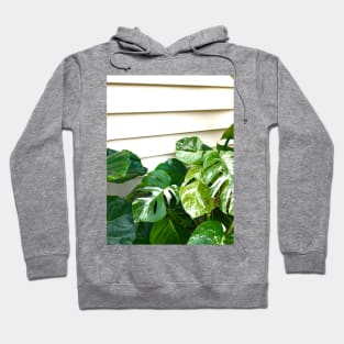 Variegated Monstera Frog Hoodie